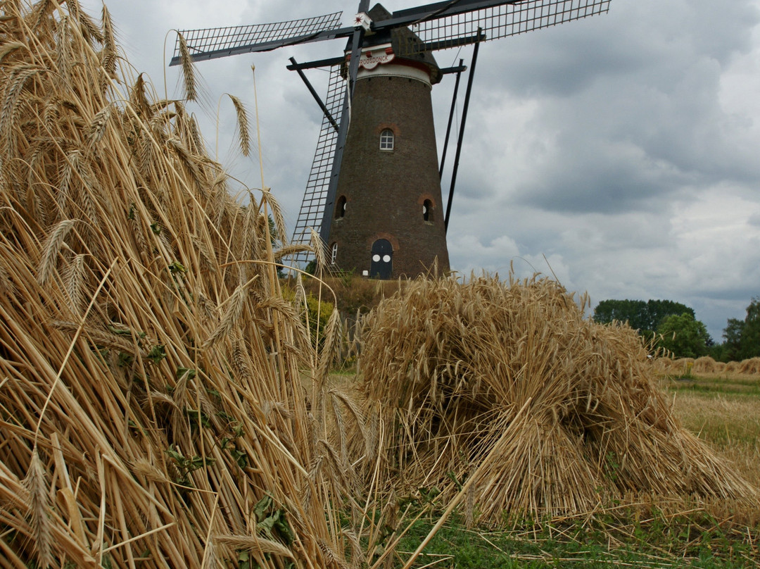 Windkorenmolen De Roosdonck景点图片