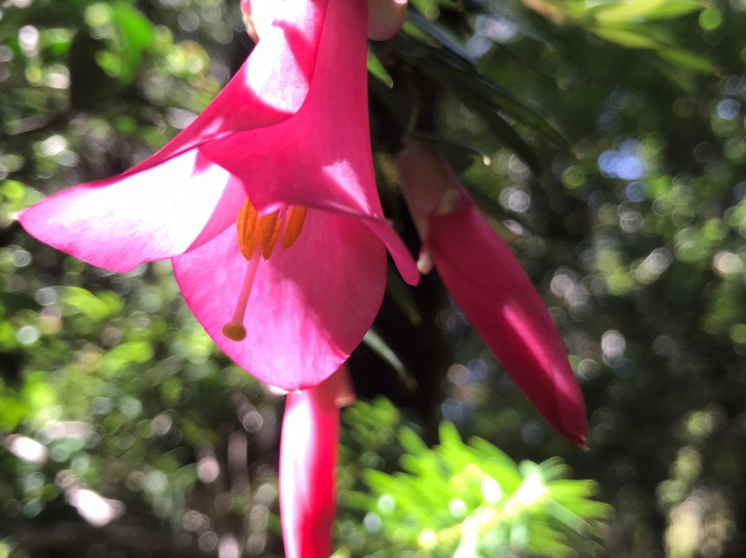 Parque Nacional Alerce Costero-Ciudad La Union必去景点
