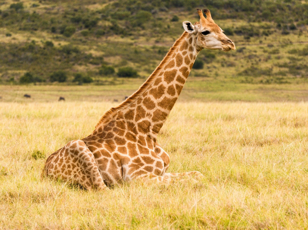 Plettenberg Bay Game Reserve-普利登堡湾必去景点