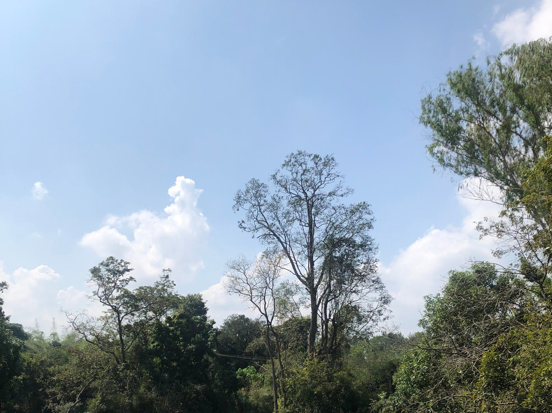 Nisargadhama Forest Resort主图