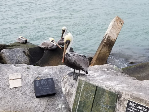 Jetty Park-匹尔斯堡必去景点