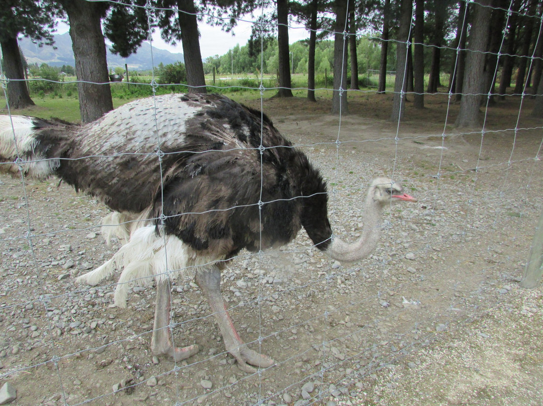 Hanmer Springs Animal Park景点图片