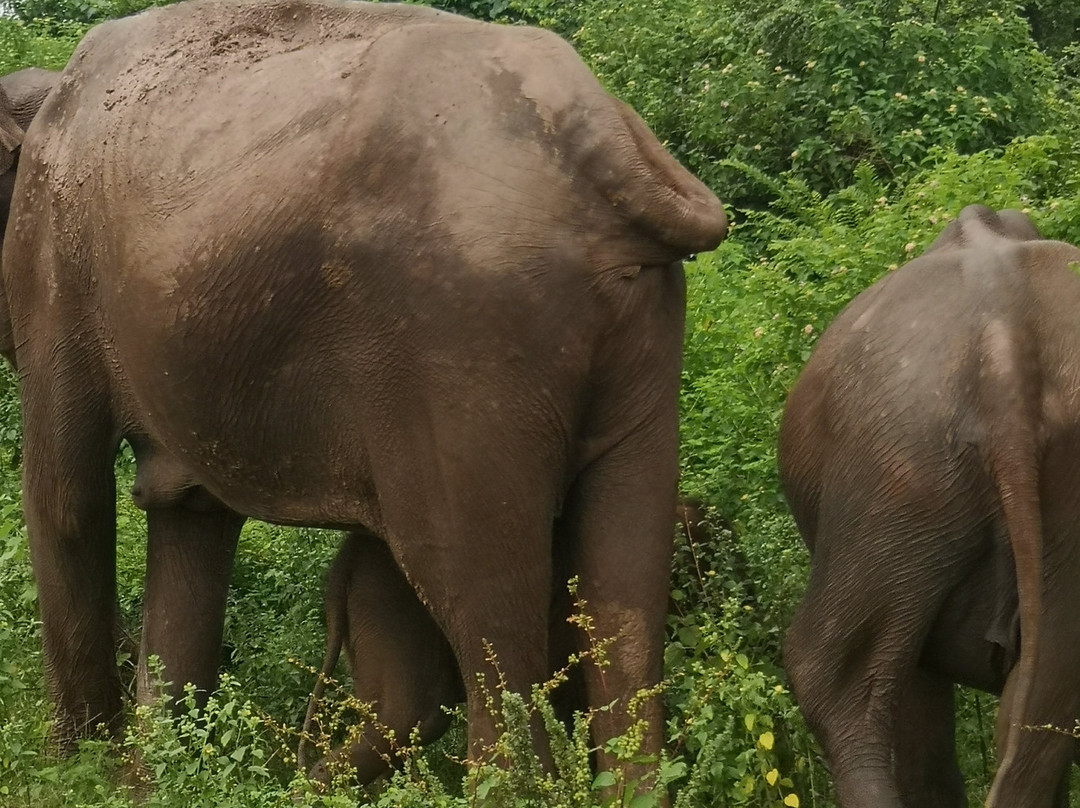 Udawalawe Safari by Leel.-乌达瓦拉瓦必去景点