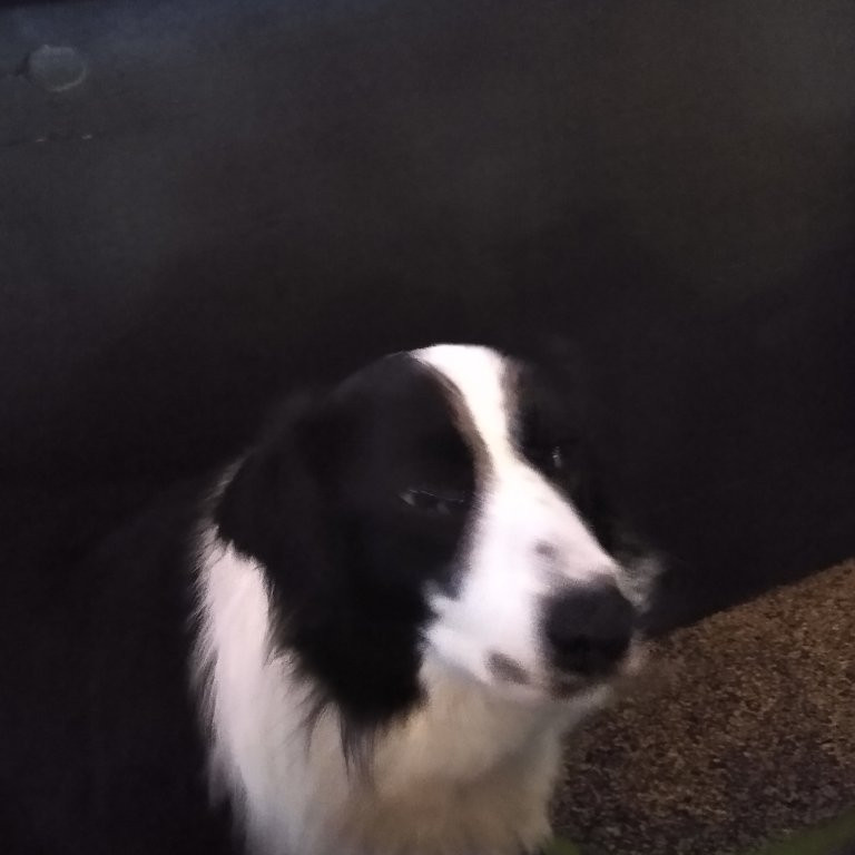 Roper's Regal Beagle Sports Bar and Grill-Godfrey必去景点