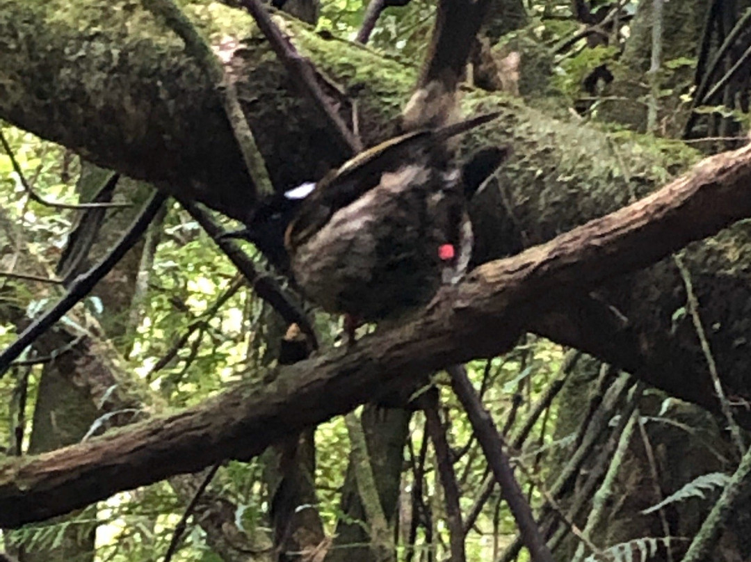 Rotokare Scenic Reserve & Sanctuary景点图片