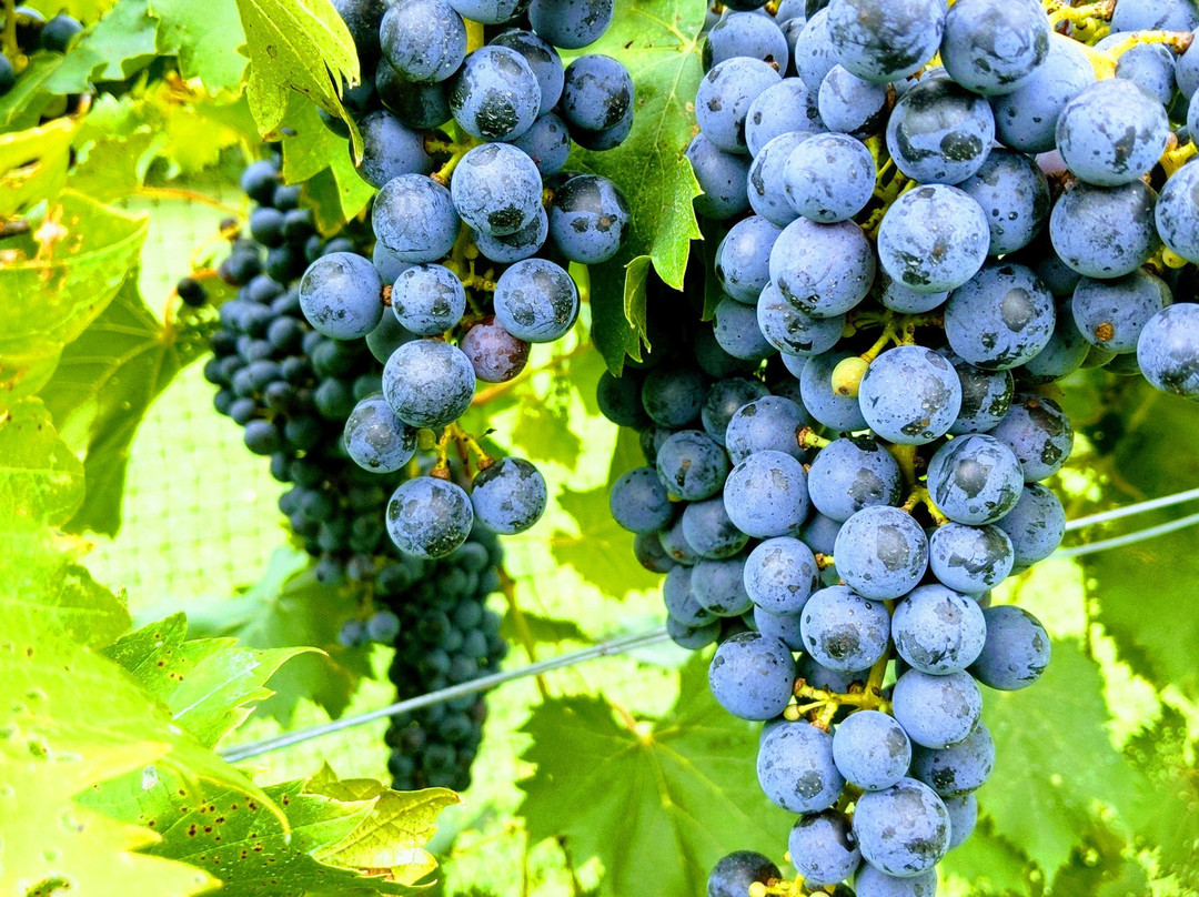 Byrd Cellars Winery & Vineyard-Goochland必去景点