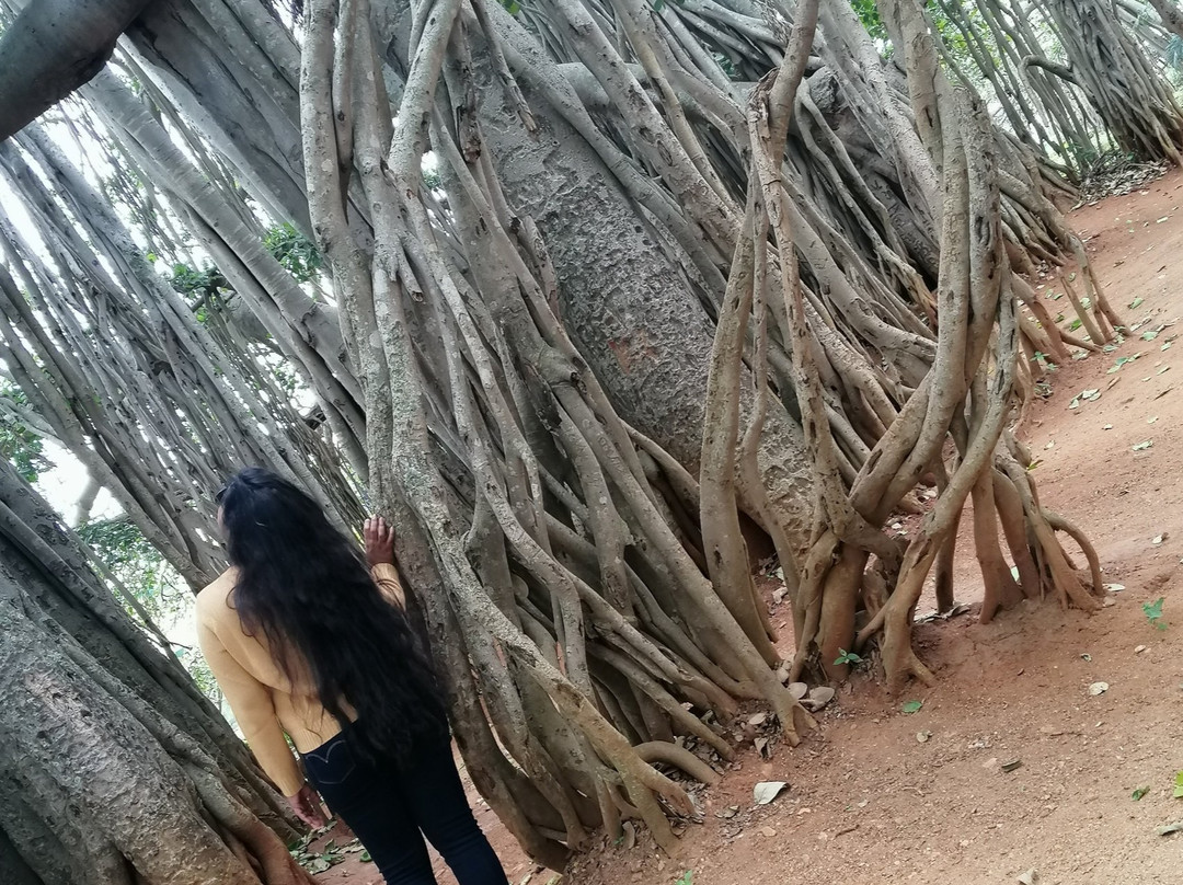 Big Banyan Tree景点图片