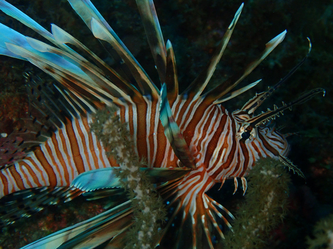 Barracuda Dive Center-位于塔甘加必去景点