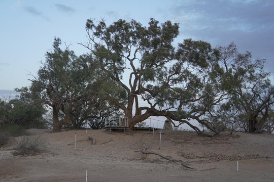 Burke and Wills Tree-Thargomindah必去景点