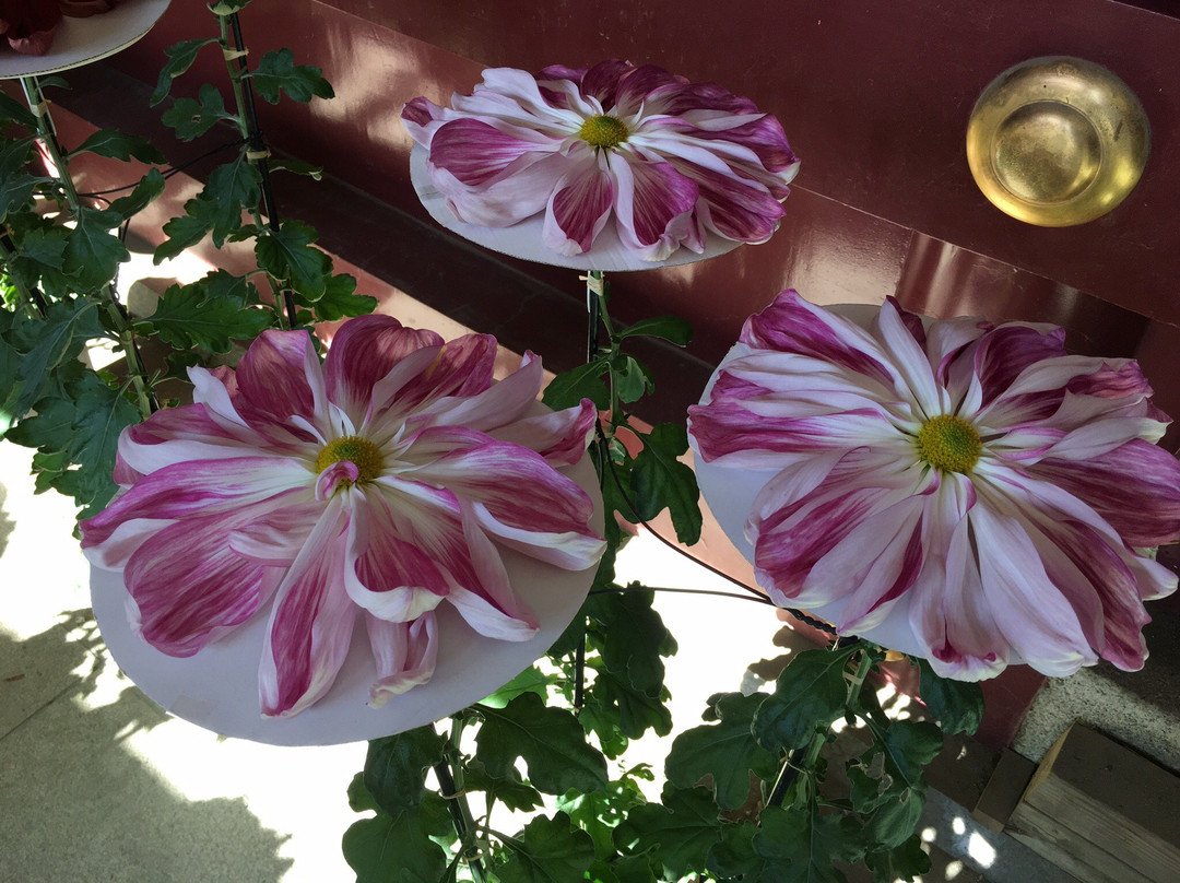 Kasama Chrysanthemum Festival景点图片