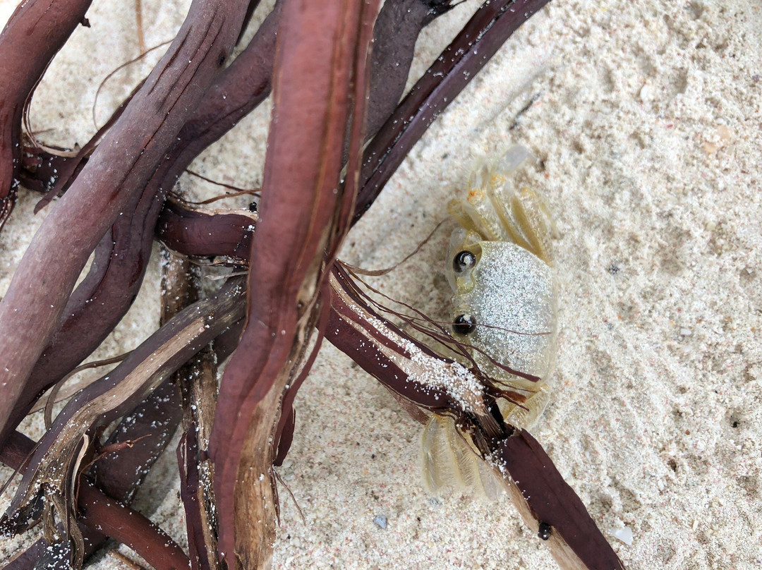 Crystal Waters Bar-Worthing必去景点