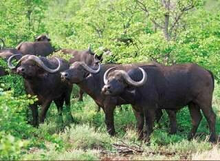 Game drives at Phalaborwa Gate in Kruger National Park-克鲁格国家公园必去景点