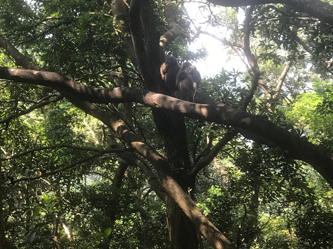 狮子山-香港必去景点
