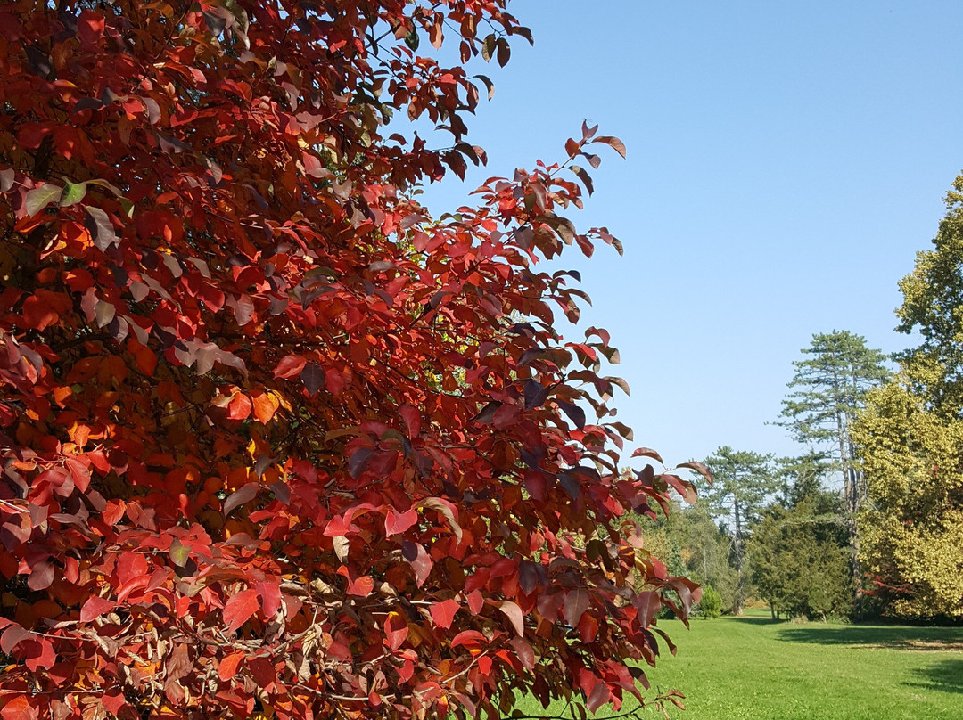 Szarvas Botanical Garden景点图片