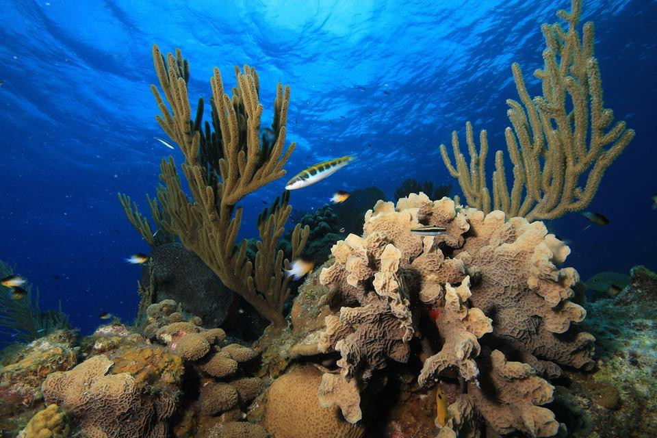 Playa Coral Diving Cuba景点图片