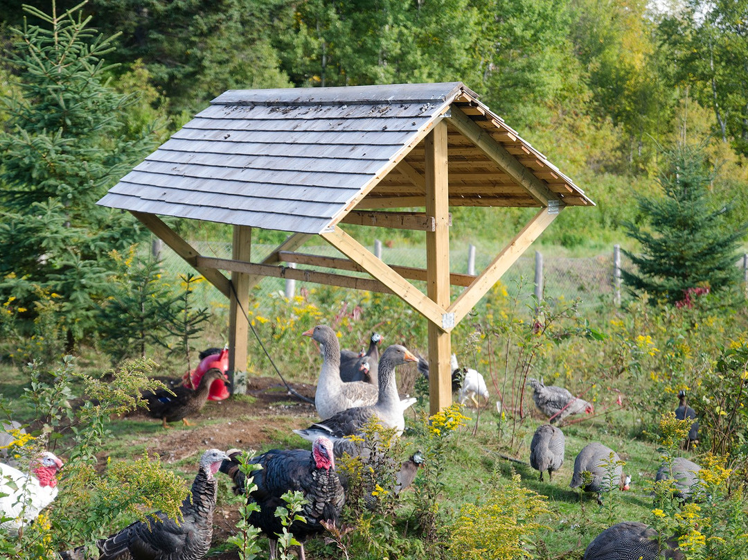 Volieres Baie-St-Paul