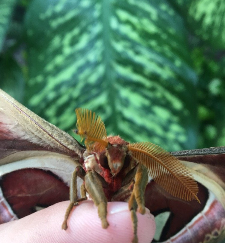 The Butterfly Farm景点图片
