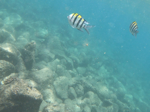 Snorkel Bob's-可洛亚必去景点