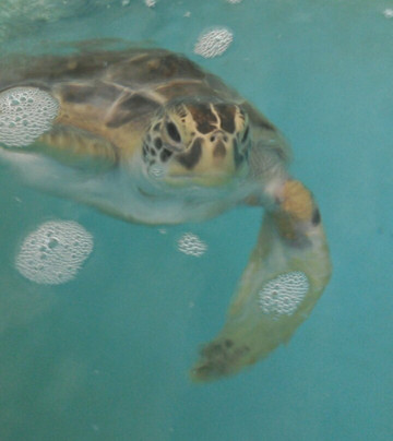 Marineland旅游景点-Sea Turtle Hospital at Whitney Lab