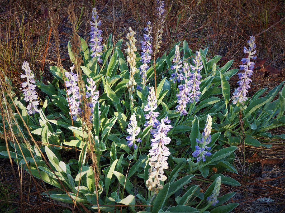 Holder Mine Recreation Area-因弗内斯必去景点