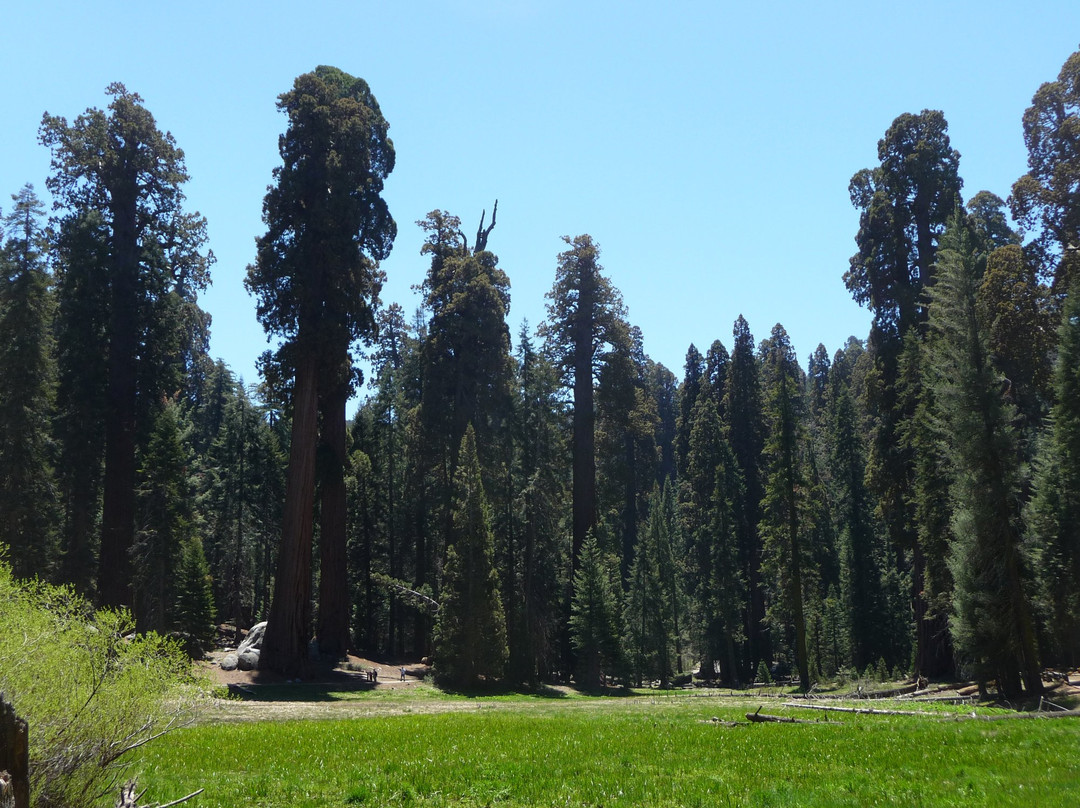 Big Trees Trail景点图片