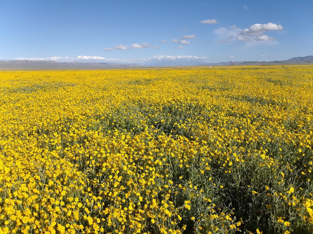 Carrizo Plain National Monument景点图片