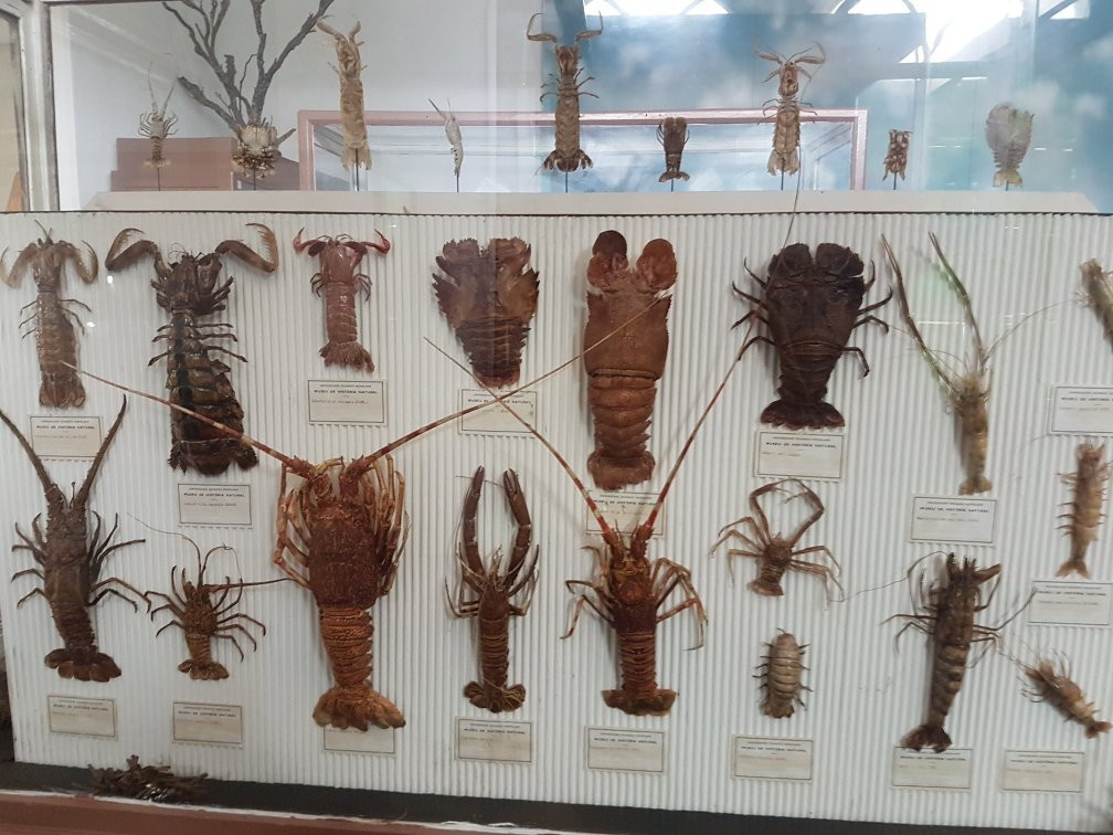 Museu De História Natural de Maputo-马布多必去景点