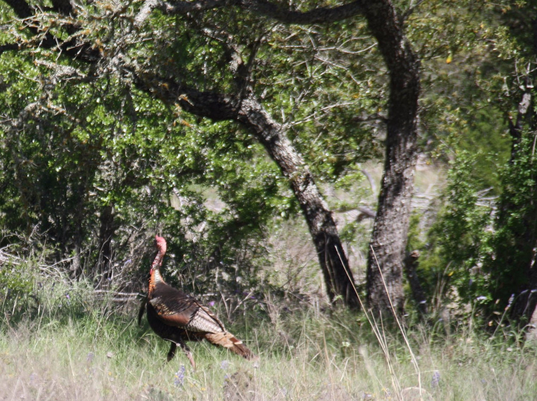 Hunt旅游景点-Kerr Wildlife Management Area