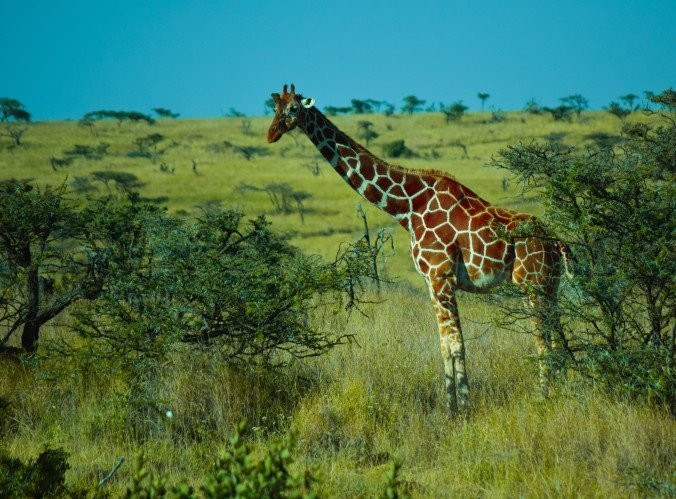 null-Lewa Wildlife Conservancy