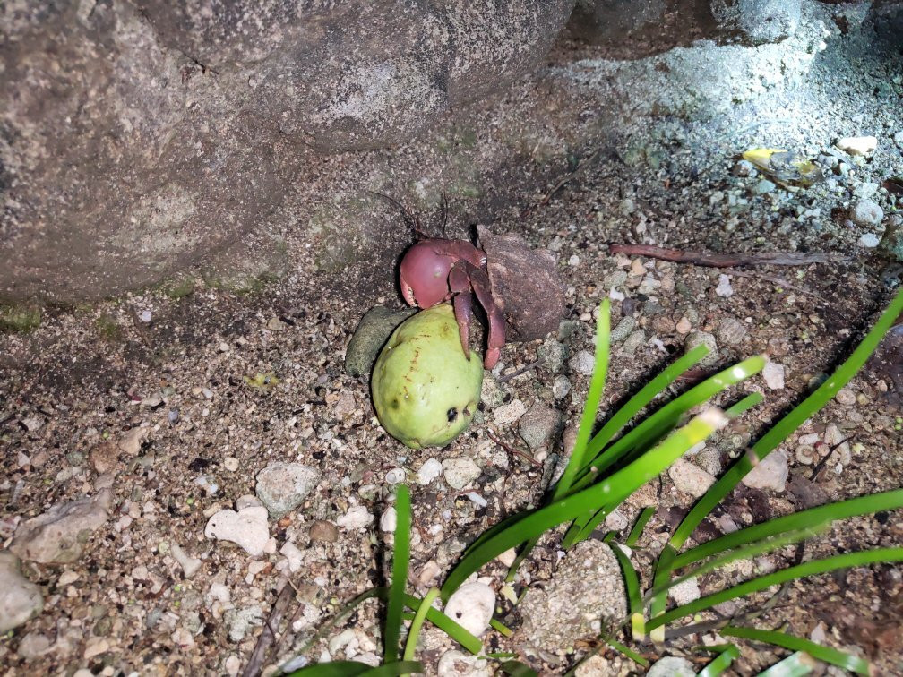 Hambilica Firefly Hatchery And Sanctuary景点图片