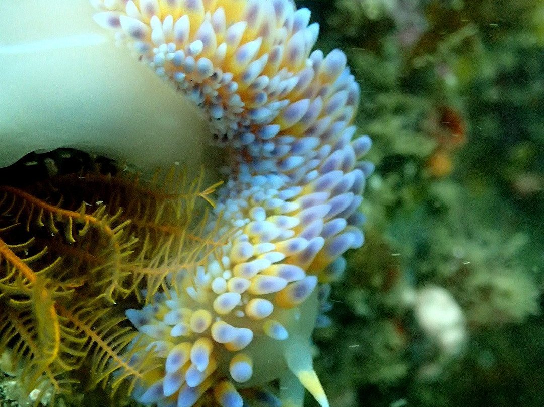 Cape Town Freediving-Muizenberg必去景点