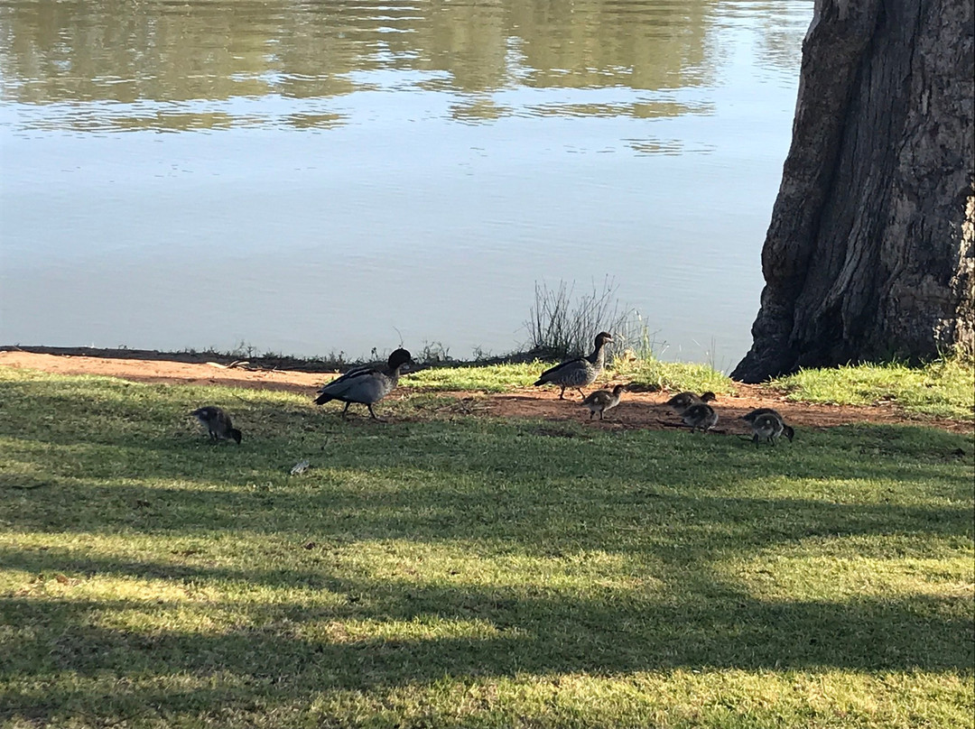 Mildura Riverfront-米尔杜拉必去景点