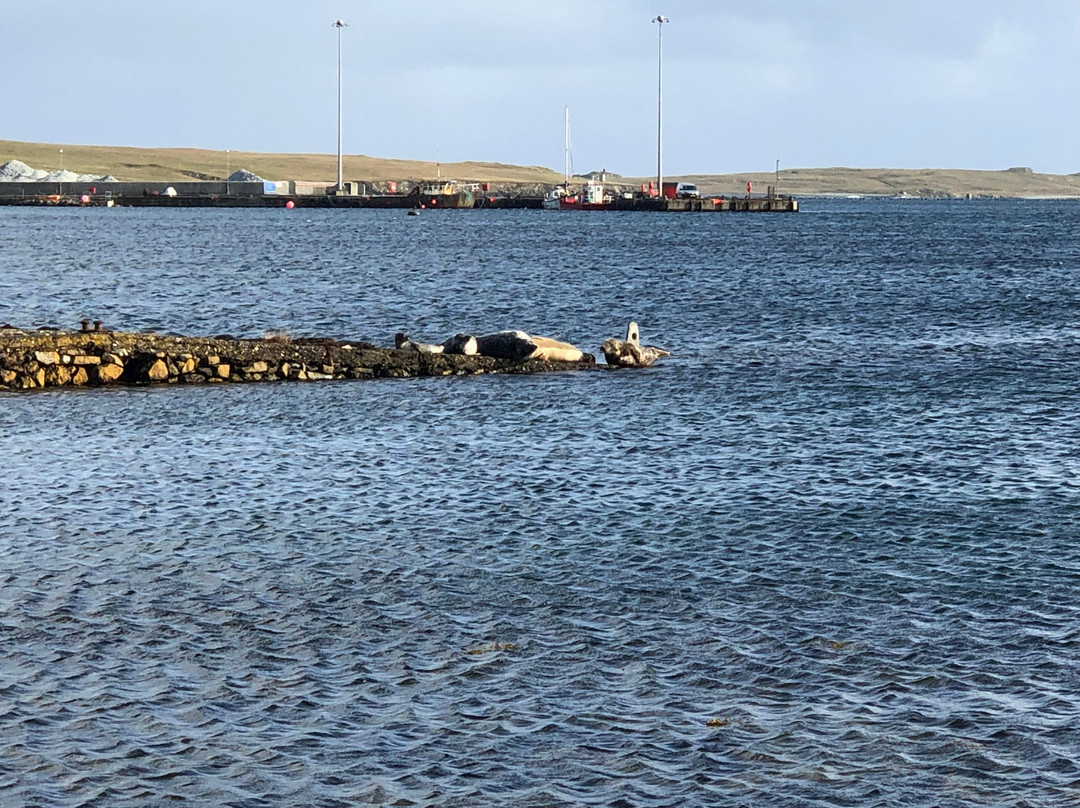 Scenic Shetland-Shetland Islands必去景点