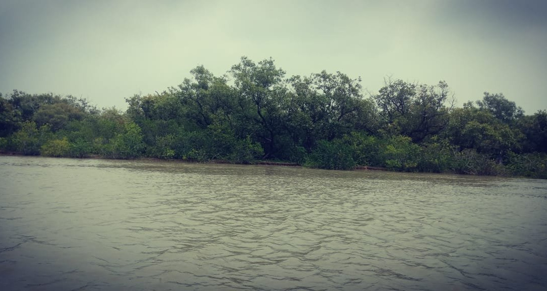 Bichitrapur Mangrove Reserve景点图片