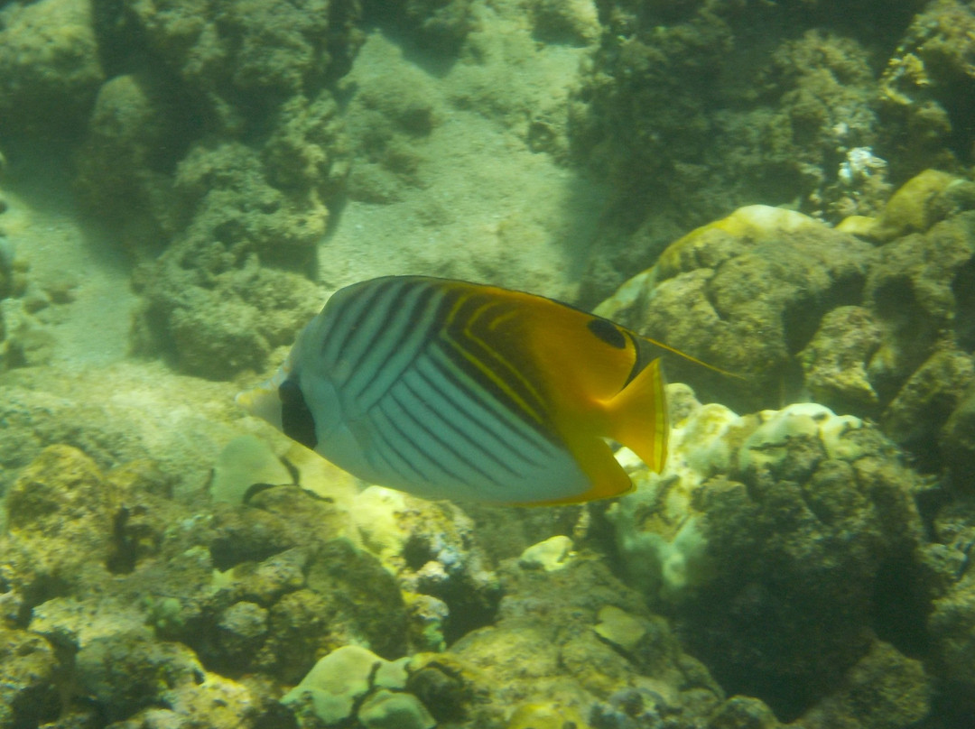 Three Tables Dive Site-Pupukea必去景点