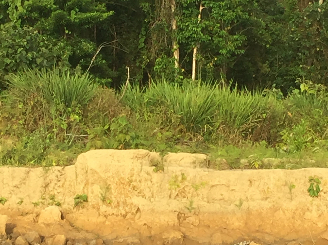 Dan Irby's Mangrove Adventures-Daintree必去景点