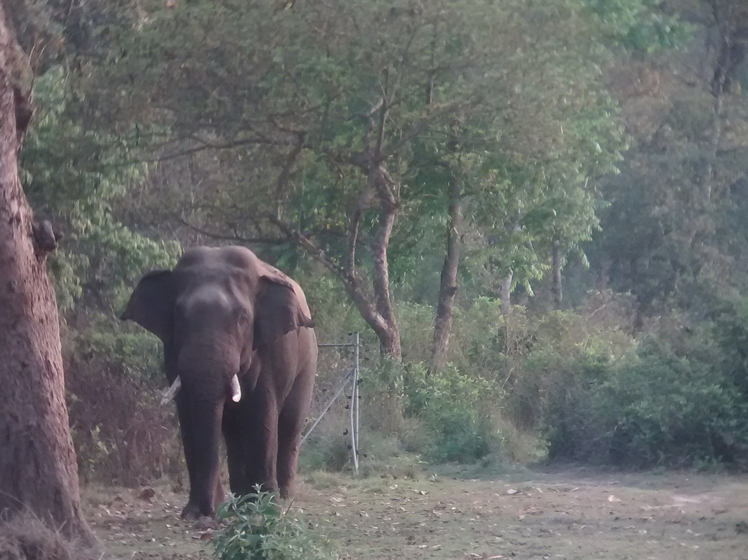 Jungle safari tours-奇旺国家公国必去景点