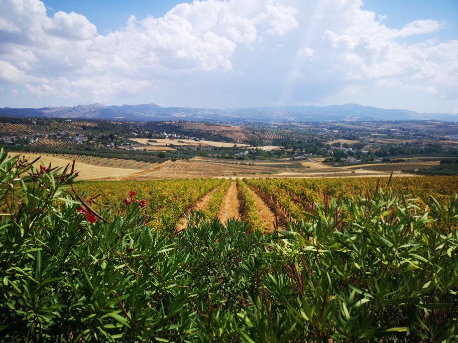 Tannin Trail-马贝拉必去景点