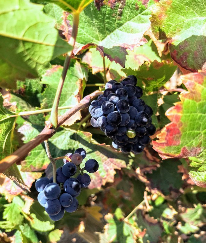 Tannin Trail-马贝拉必去景点