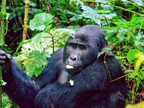 Let's Go Travel-坎帕拉必去景点