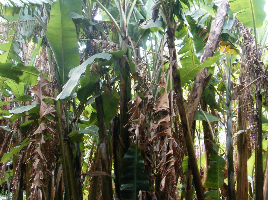 Ana Te Pahu-复活节岛必去景点