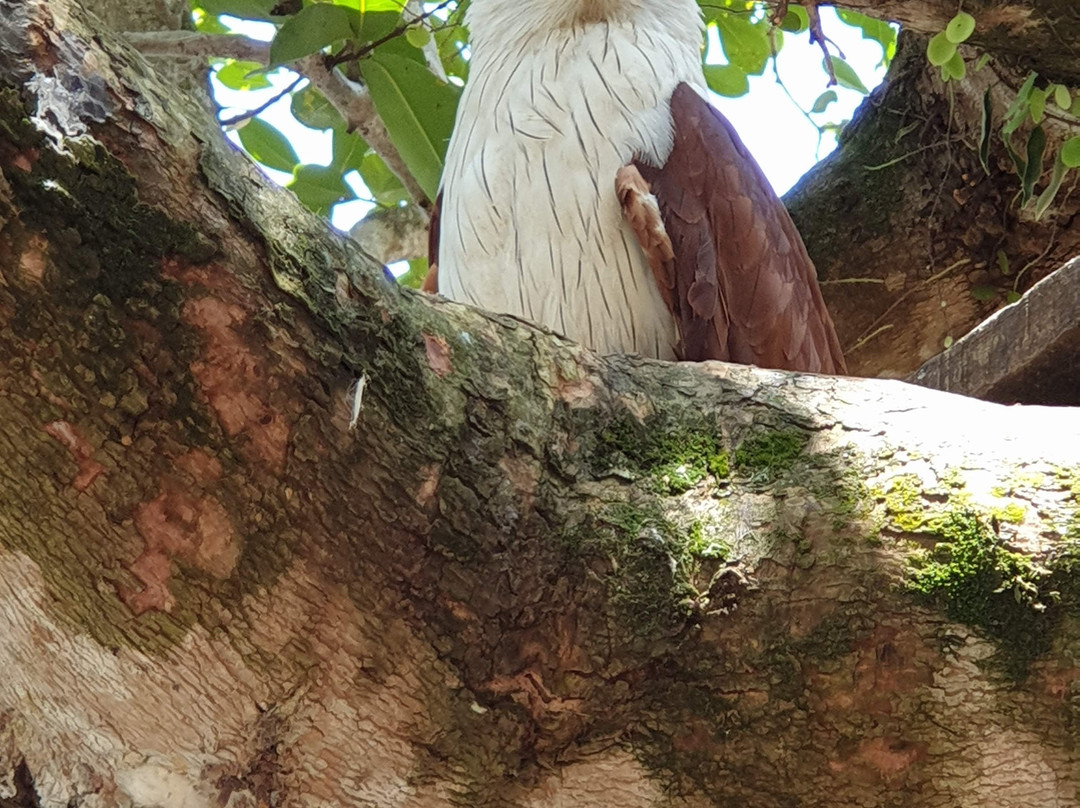 椰壳乡村湖度假村主图