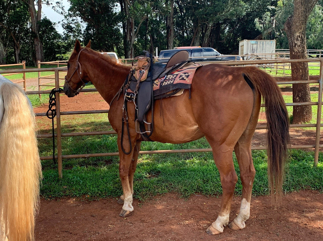 Piiholo Ranch Horseback景点图片