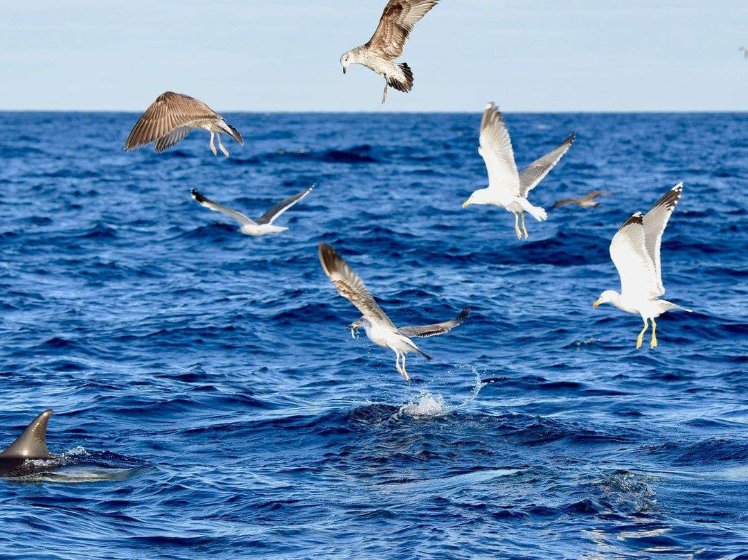 Sea Safaris Lanzarote-卡拉罗港口必去景点