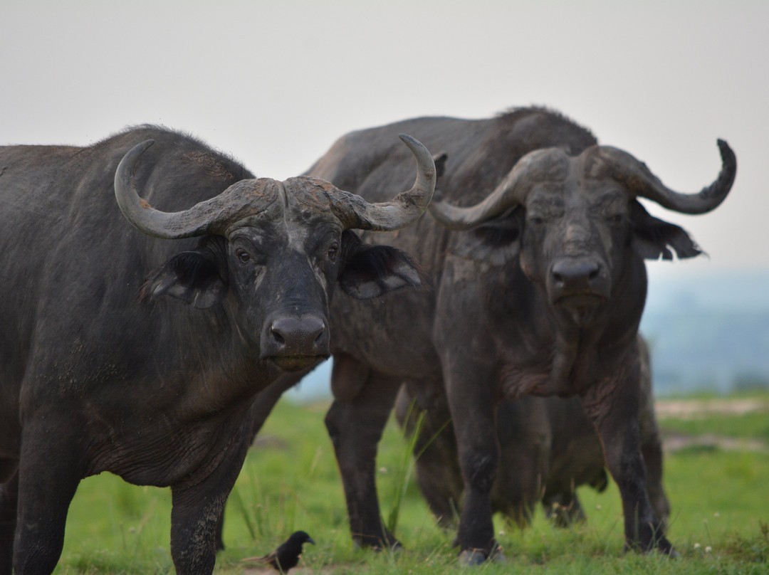 Self Drive in Uganda-恩德培必去景点