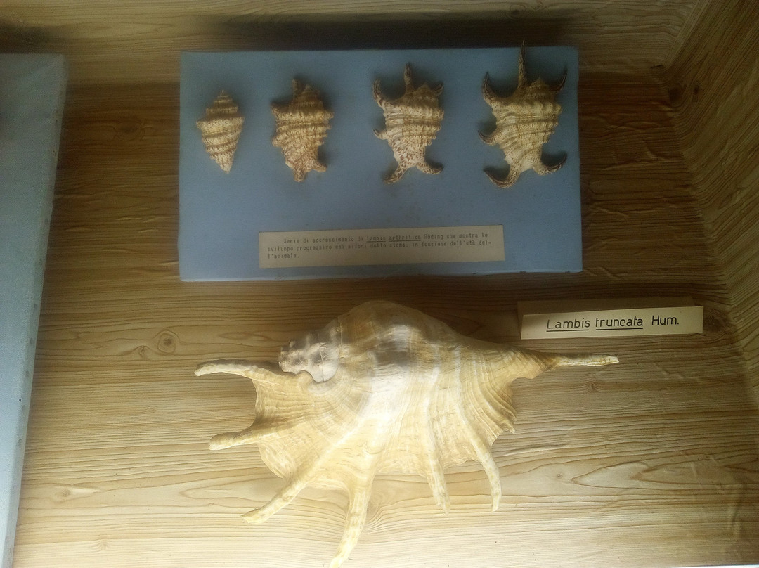 Museo delle Conchiglie景点图片