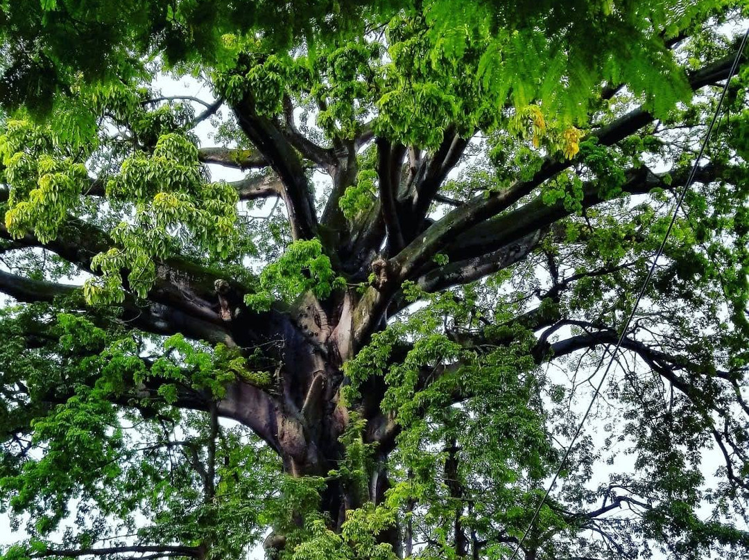 Freetown Keke Tour-弗里敦必去景点