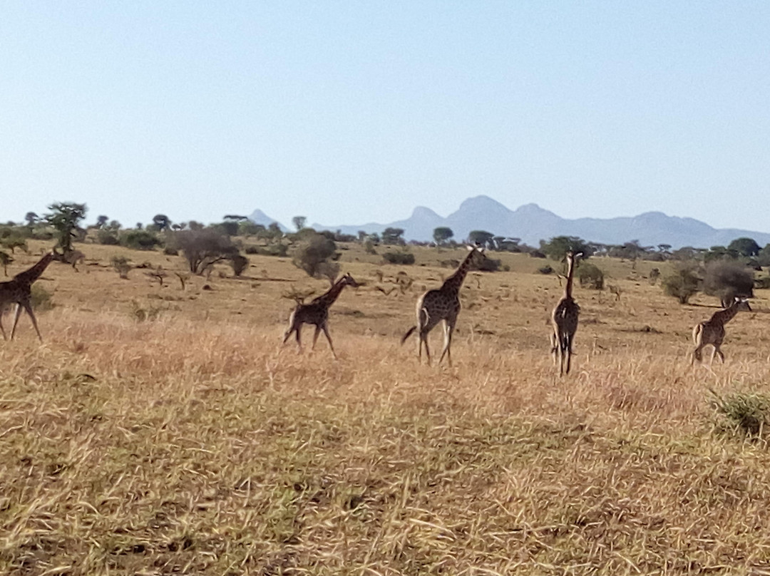 Afrika Panthera Safaris景点图片