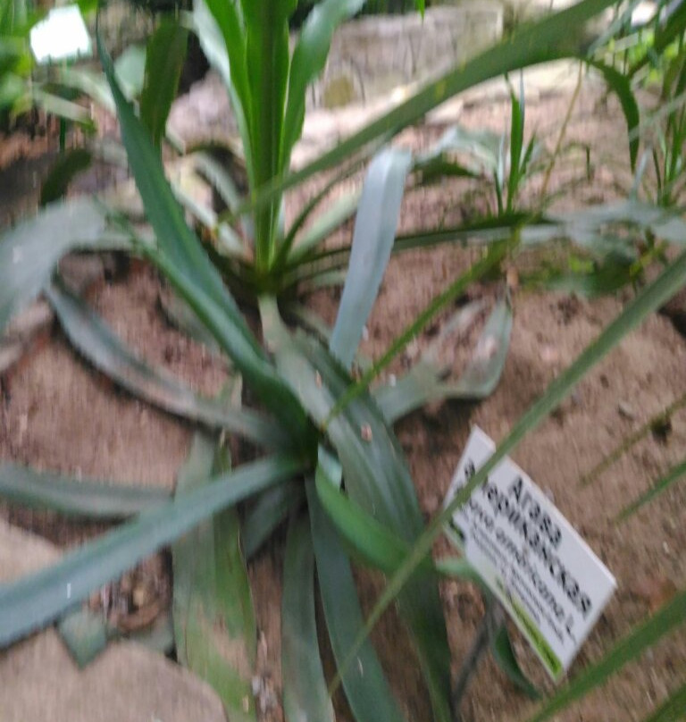 Ufa Botanical Garden景点图片