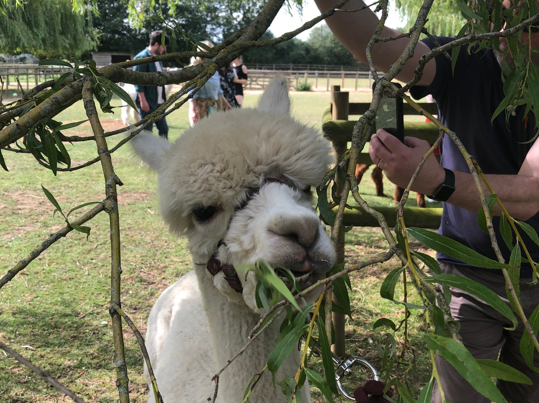 Pennybridge Farm Alpacas景点图片